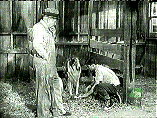 Lassie still 3